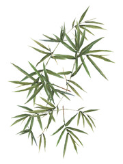 Watercolor illustration painting of bamboo leaves , on white background - 544124139