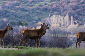 Sunset and deers in Capcir, Cerdagne, Pyrenees, France
