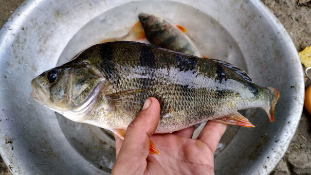 Photo of big perch in my hand