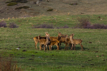 Sunset and deers in Capcir, Cerdagne, Pyrenees, France