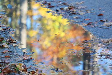 Kolory jesieni liście i drzewa odbite w kałuży. 