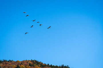 Canada goose flying in formation during autumn migration.