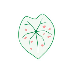 Caladium Strawberry Star, white leaf with pink spots