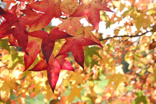 The autumn colours of the Liquidambar styraciflua 'Penwood' tree.