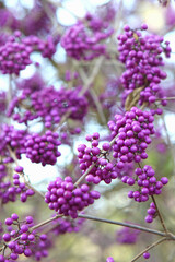 Purple BodinierÕs Beautyberry 'Profusion' in display.