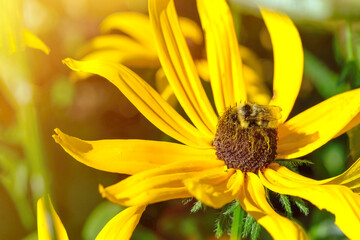 A bee pollinates a flower. Close-up of a large striped bee collects honey on a yellow flower on a sunny bright day.