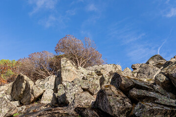 burned landscape, after recent fires, in the town of Hoyo de Pinares in the province of Avila, Spain