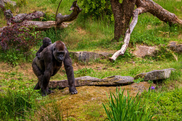 Gorilla in the Apenheul Monkey Park in the Netherlands