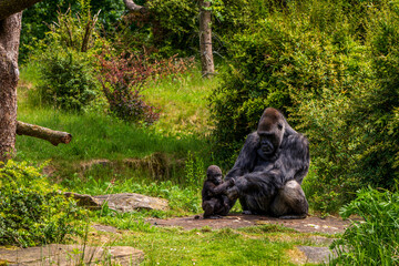 Gorilla in the Apenheul Monkey Park in the Netherlands