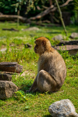 Obraz premium Rhesus monkey in the Apenheul monkey park in the Netherlands.