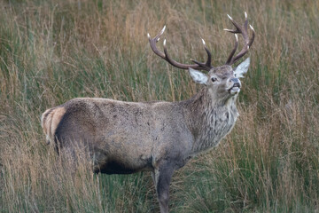 Red deer stag displaying the Flehmen response during the autumn rutting season, Scotland