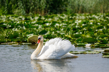 A white mute swan in the wilderness of the danube delta in romania	