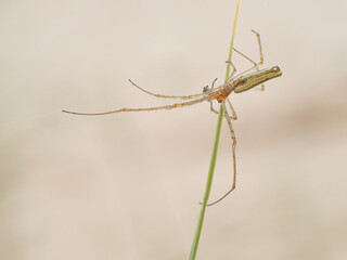 Long jawed Orb weaver Spider on web
