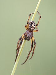  Furrow orb weaver Spider on grass stem