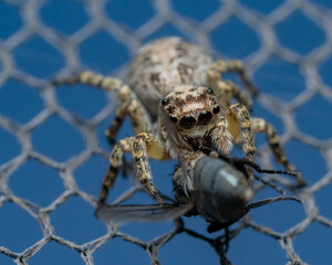 Salticidae comiendo mosca