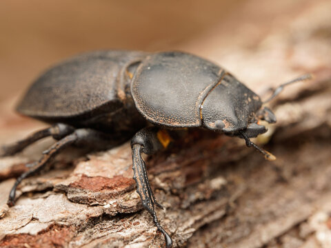coleopteros