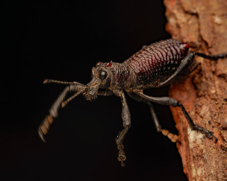 coleopteros