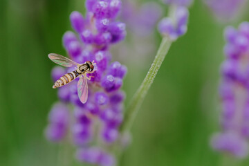 Schwebfliefe im Anflug auf eine blühende Lavendelpflanze