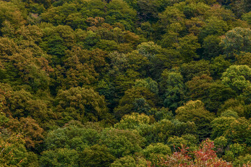 Beautiful picturesque yellow mountain slope. Orange-red autumn forest. The slope of the mountain is...