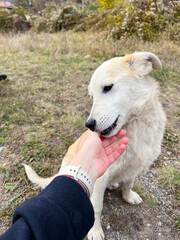 Woman's  Hand Stroking White Stray Dog Affectionatel