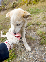 Woman's  Hand Stroking White Stray Dog Affectionatel