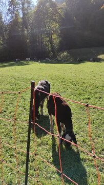 The sheep eating grass at Neustadt an der Donau in Germany with a blue sky and beautiful shining sun in the background