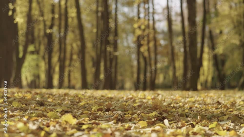Canvas Prints slow motion background of autumn park with falling leaves