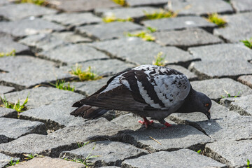 Rock pigeon eating from the ground in a public space - 544131749