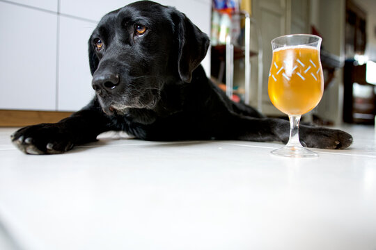 Black Labrador Dog Lying On The Floor Of A Kitchen Next To A Beer And Looking Away.  He Seems To Be Tired And Hungover.