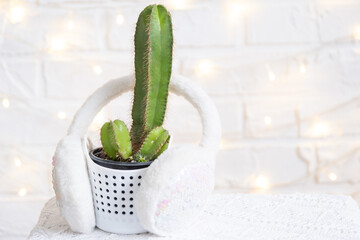 Funny cactus in shape of male penis in fairy lights, wrapped in warm, Christmas and New year decor. There will be no holiday without gifts. Intimate depilation for men. Potted house plants, home decor