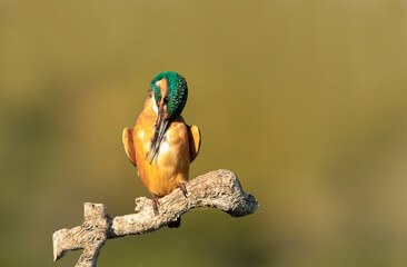 Kingfisher (This horse Alcedo) common kingfisher, bird