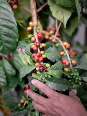 Close up of red coffe beans growing