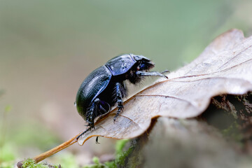 Earth-boring blue Geotrupidae Anoplotrupes stercorosus in close view