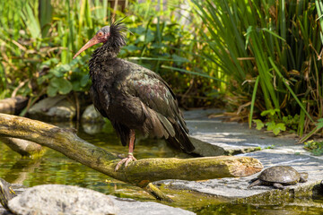 Waldrapp im Tiergarten Ulm