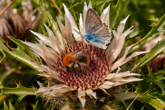 Bl&auml;uling und Wildbiene auf Silberdistel