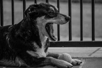 Dog looking something scary, but yawning.