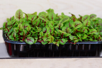 Close-up of beetroot microgreens
