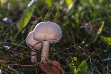 Season white porcini mushrooms in the forest. The fall season picks mushrooms. Healthy vegetarian foods that grow in nature. organic wooden plants