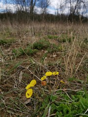 Spring yellow flowers 