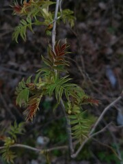 Spring foliage 