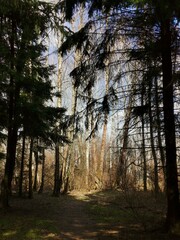 Obraz premium forest in spring