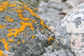Bright orange lichen on a gray rock