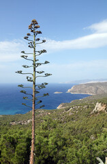 Agavenbluete bei Monolithos auf Rhodos