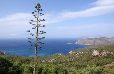 Agavenbluete bei Monolithos auf Rhodos