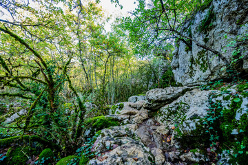 Le Bois De Païolive en Ardèche