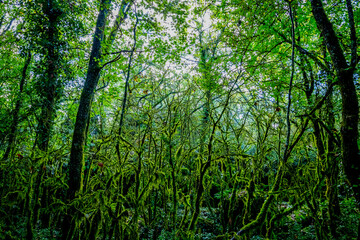 Le Bois De Païolive en Ardèche