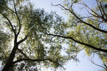 Canopy of trees against the sky