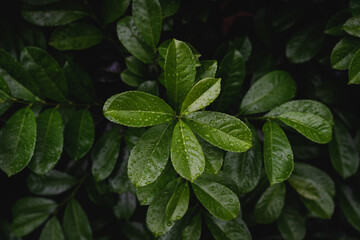 Green leaves