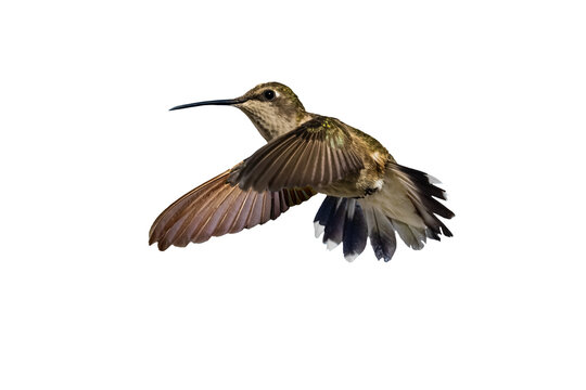 Black-chinned Hummingbird (Archilochus alexandri) Photo, in Flight on a Transparent Background