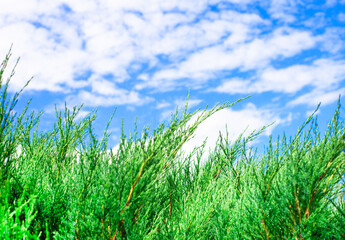 The tops of green thujas against the backdrop of a beautiful sky